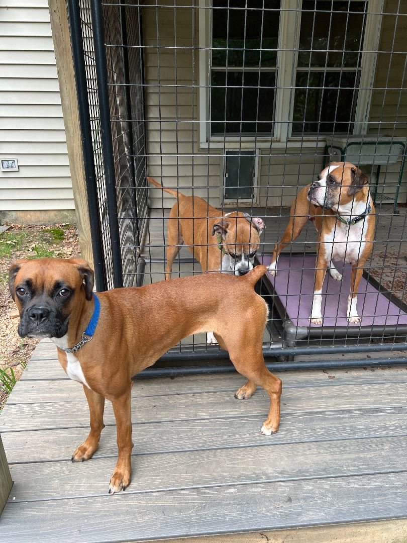 Enlarge Penny, a Adopted Boxer in Reston, VA image 1/6