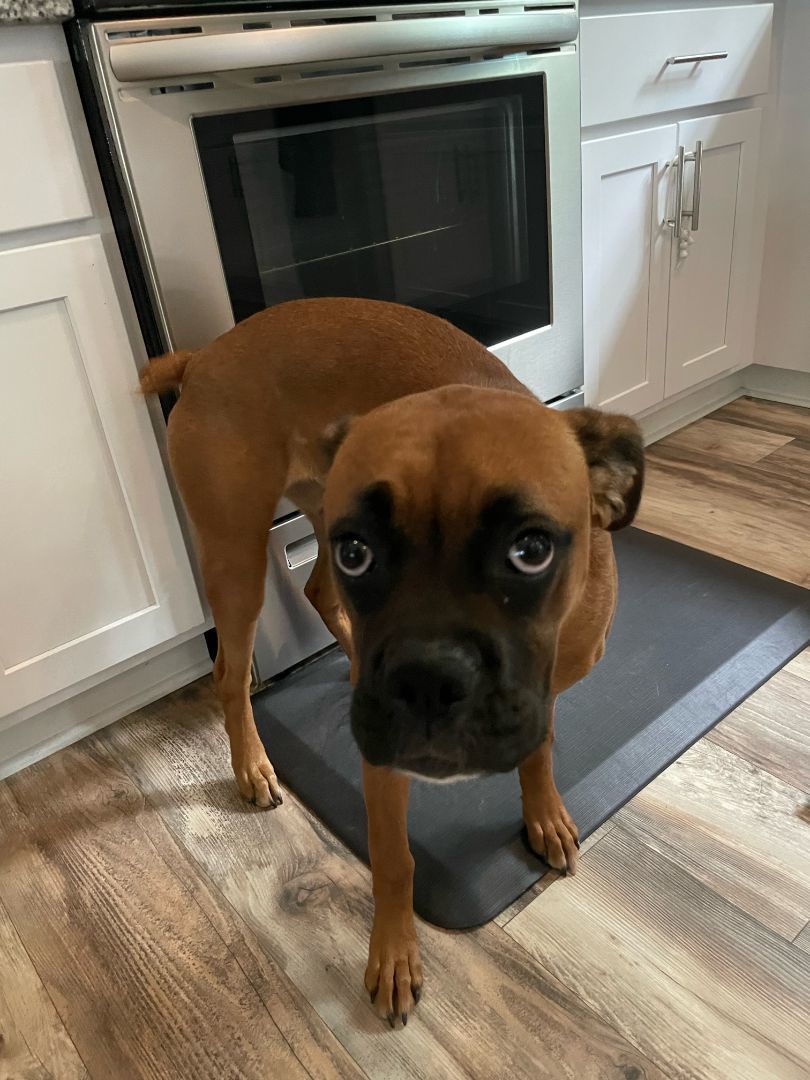 Enlarge Penny, a Adopted Boxer in Reston, VA image 2/6
