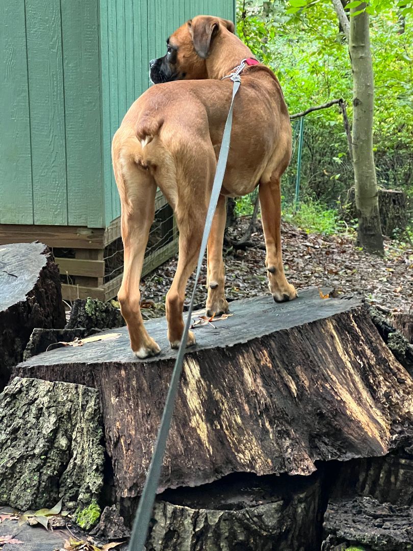 Enlarge Penny, a Adopted Boxer in Reston, VA image 3/6