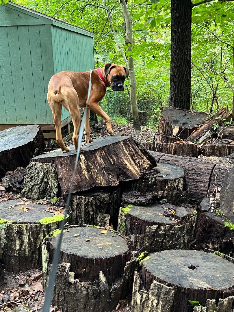 Enlarge Penny, a Adopted Boxer in Reston, VA image 4/6