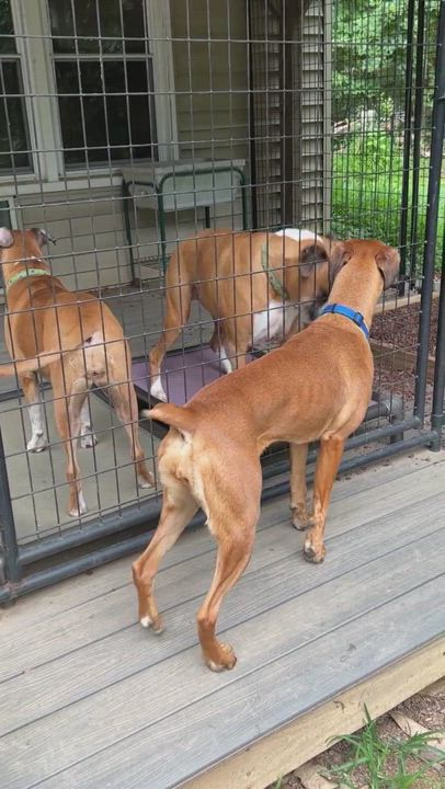 Enlarge Penny, a Adopted Boxer in Reston, VA video 6/6