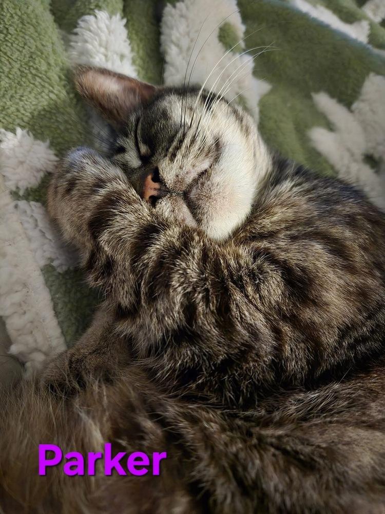 Parker, Adoptable, Adult Female Tabby & Domestic Short Hair.