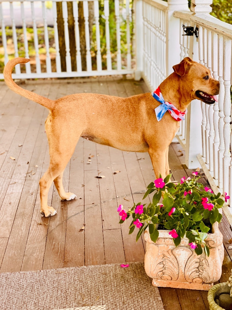Enlarge Penny, a Adoptable mixed breed in Boston, MA image 2/6