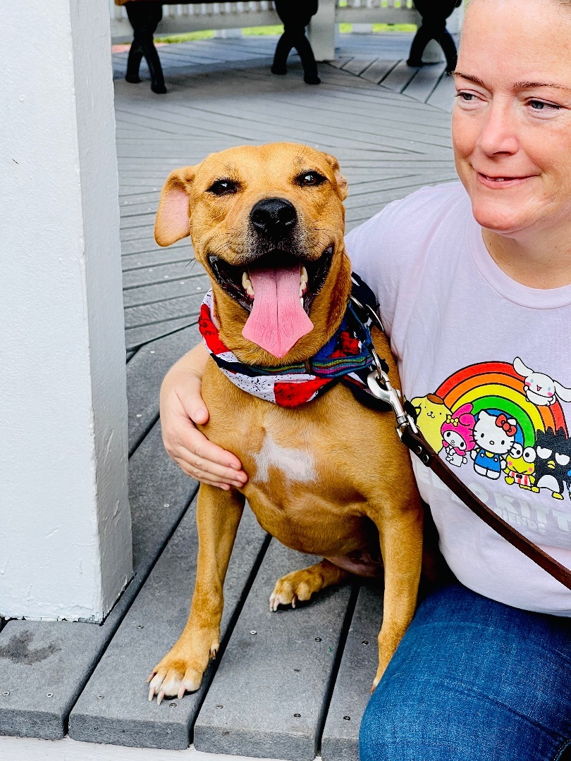Penny, Adoptable, Adult Female Pit Bull Terrier & Labrador Retriever.