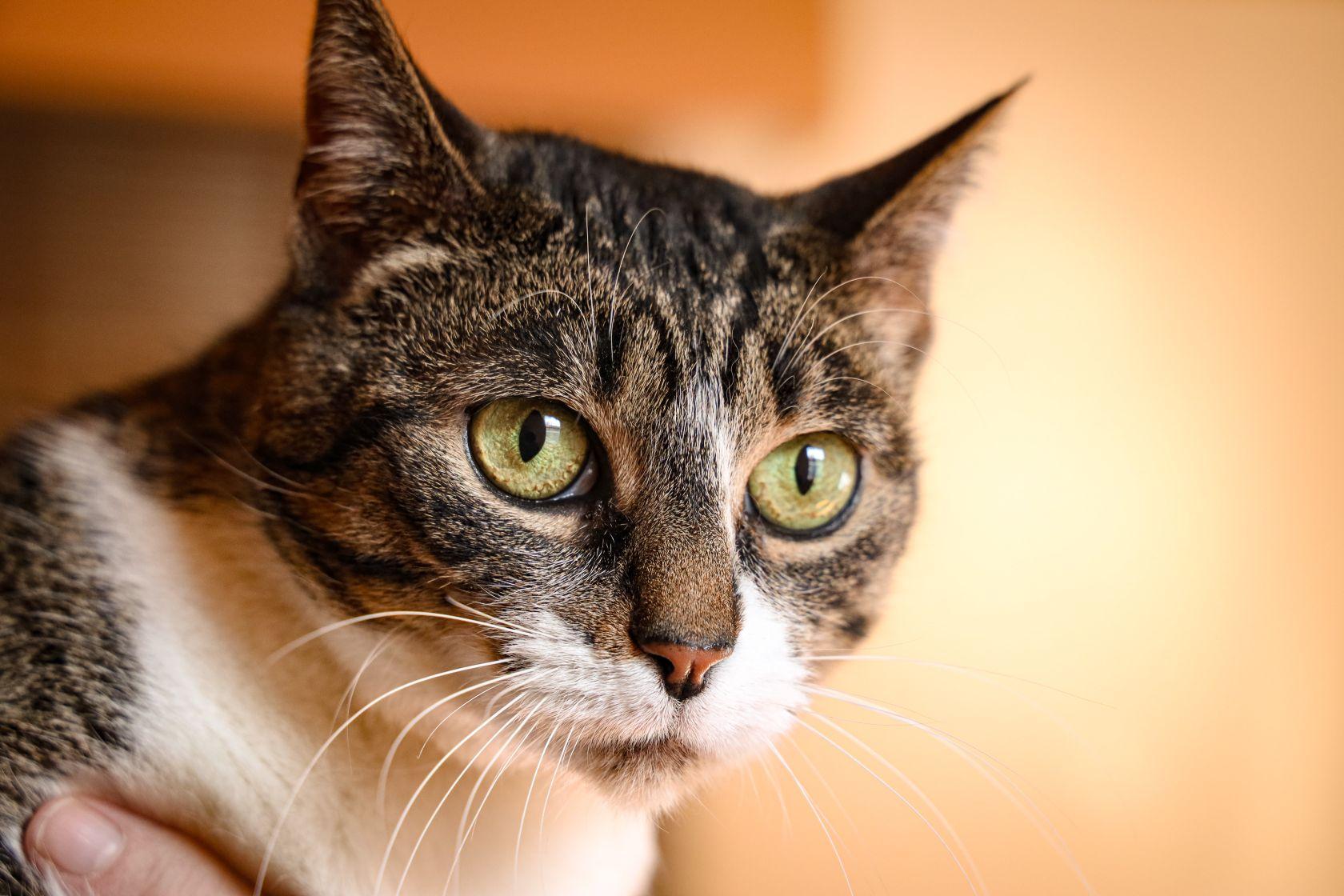 Enlarge Tater, a Adoptable Domestic Short Hair in Linwood, MI image 4/6