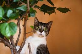 Enlarge Tater, a Adoptable Domestic Short Hair in Linwood, MI image 6/6