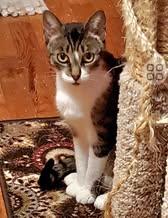 Enlarge Tater, a Adoptable Domestic Short Hair in Linwood, MI image 2/6