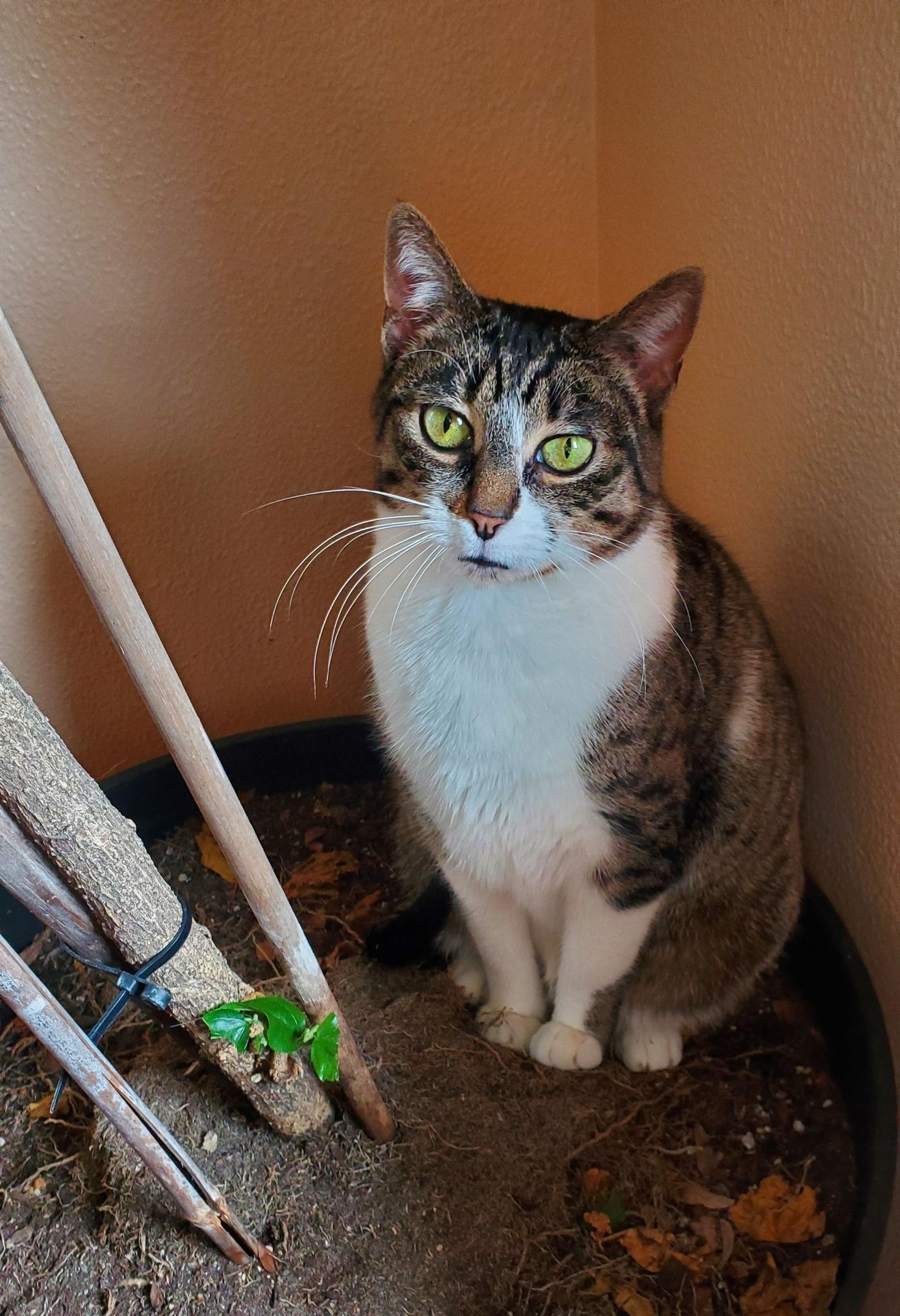 Enlarge Tater, a Adoptable Domestic Short Hair in Linwood, MI image 5/6