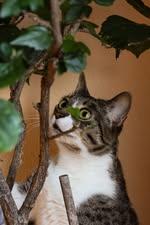 Enlarge Tater, a Adoptable Domestic Short Hair in Linwood, MI image 1/6