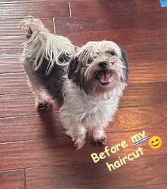 Enlarge Zoey, a Adoptable Shih Tzu in Palm Harbor, FL image 3/3