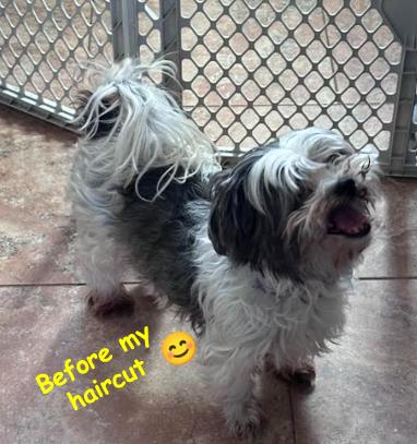 Enlarge Zoey, a Adoptable Shih Tzu in Palm Harbor, FL image 2/3
