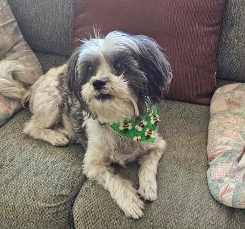 Zoey, Adoptable, Senior Female Shih Tzu.