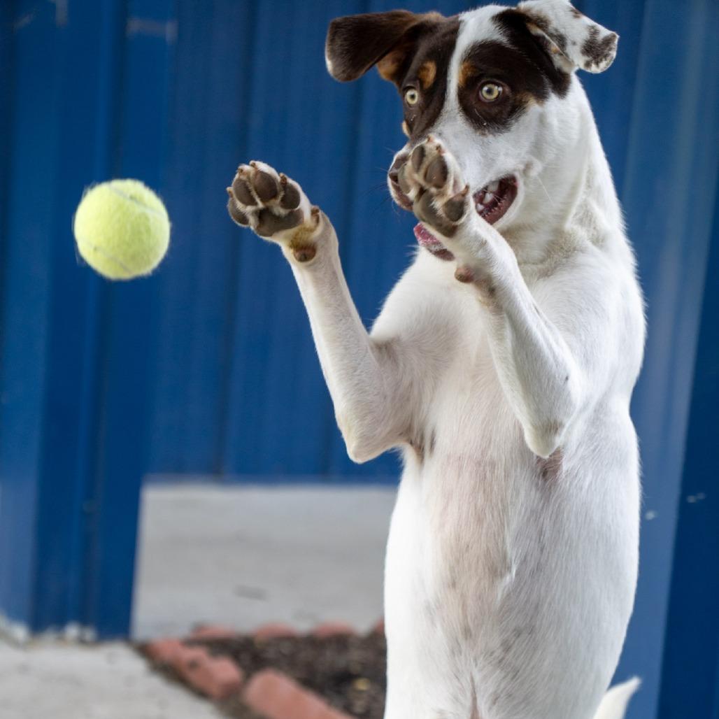 Maverick, a Adoptable mixed breed in Elizabeth City, NC image 1/6