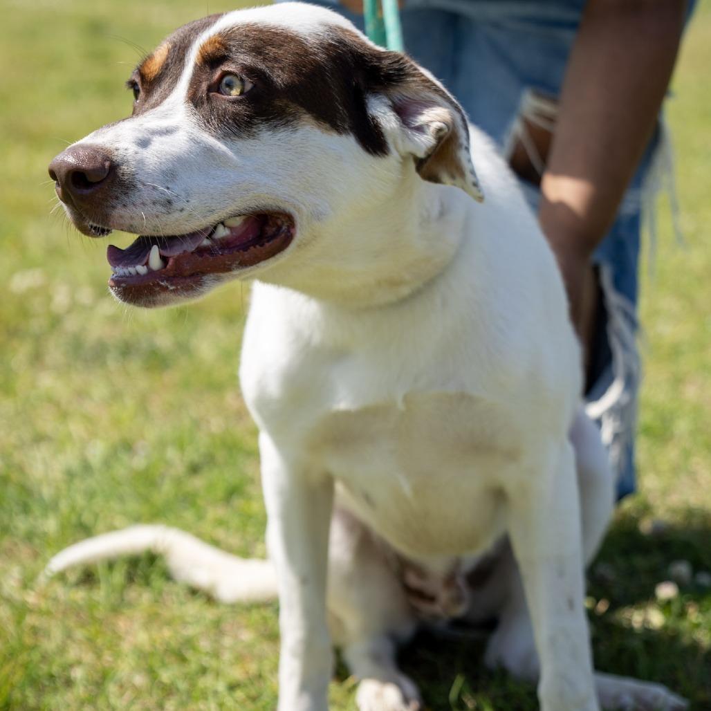 Maverick, a Adoptable mixed breed in Elizabeth City, NC image 2/6