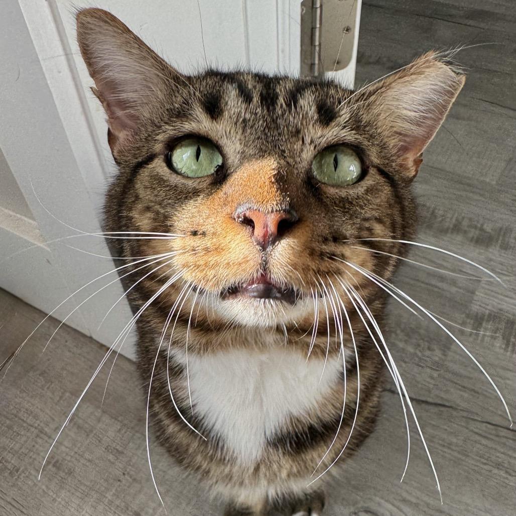 Enlarge Osito, a Adoptable Domestic Short Hair in Port Richey, FL image 1/1