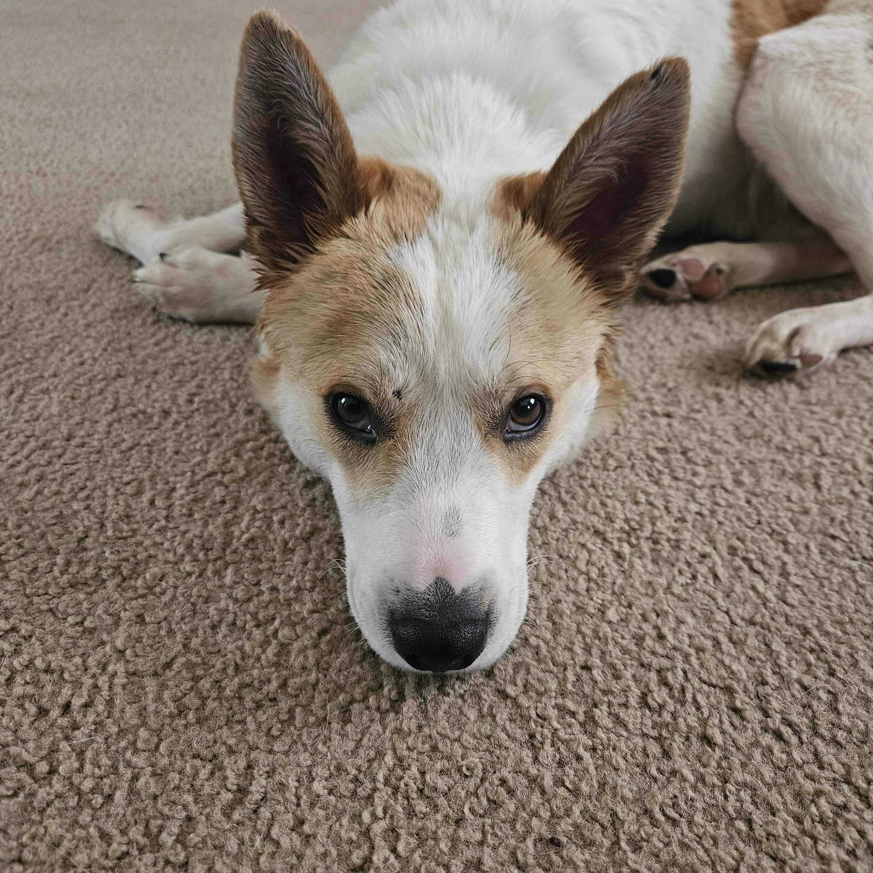 Enlarge Winston, an adoptable mixed breed in Naperville, IL image 2/6