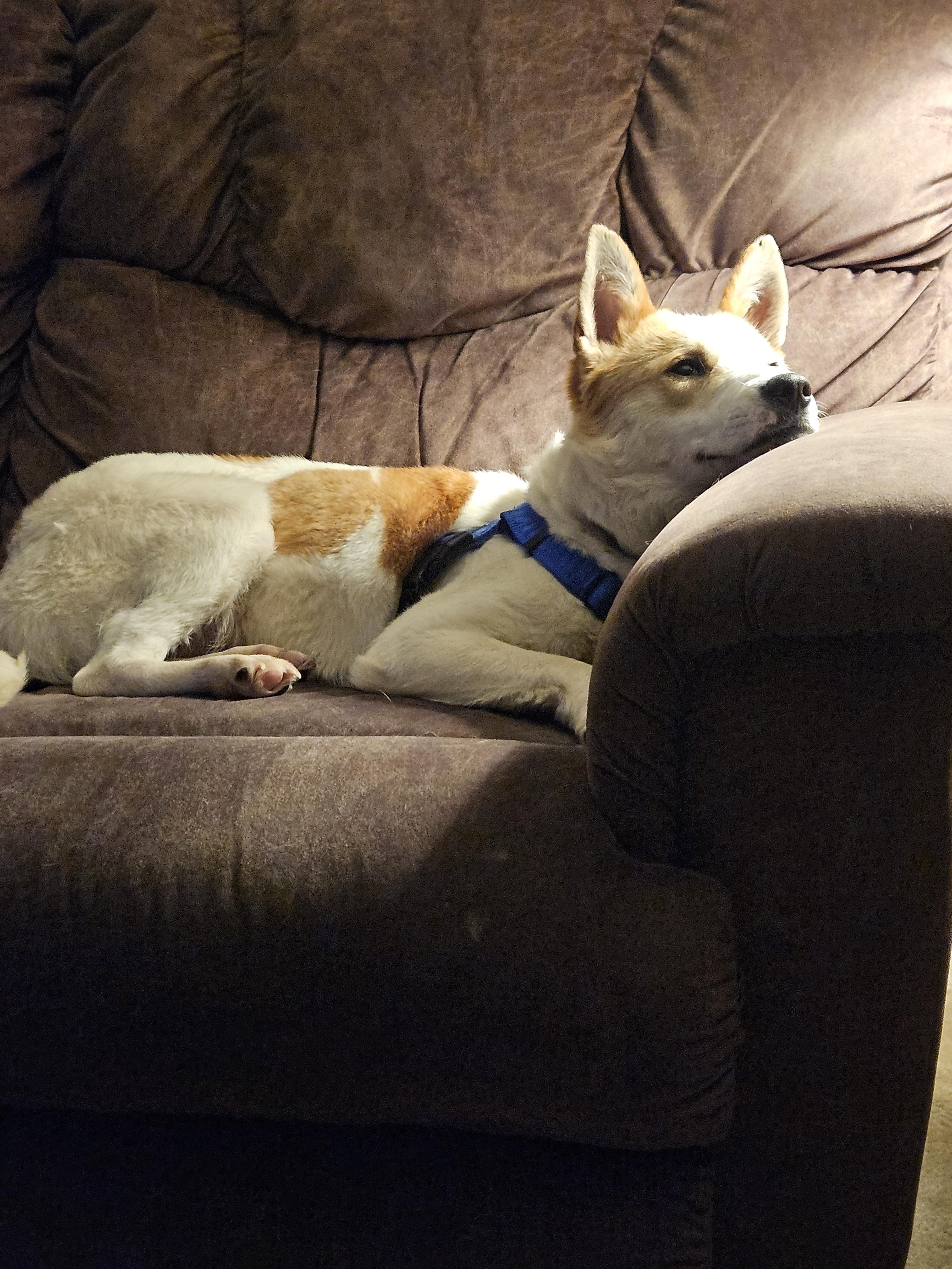 Enlarge Winston, an adoptable mixed breed in Naperville, IL image 6/6