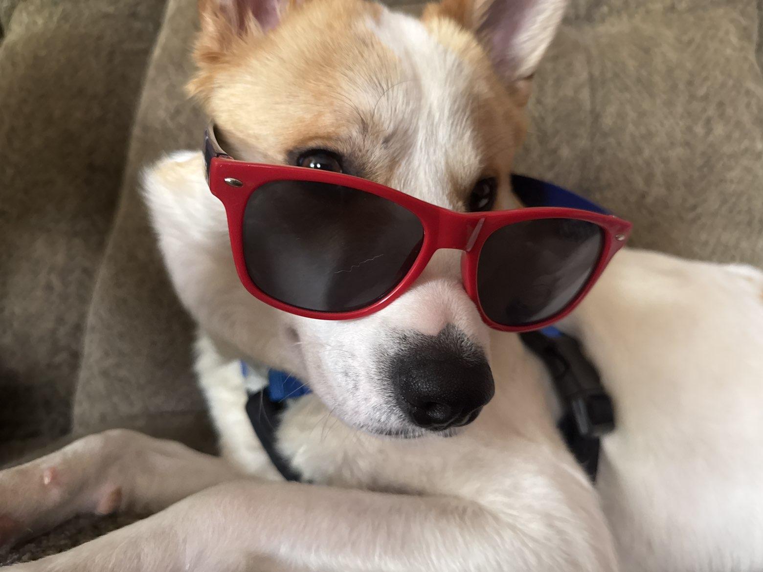 Enlarge Winston, an adoptable mixed breed in Naperville, IL image 5/6
