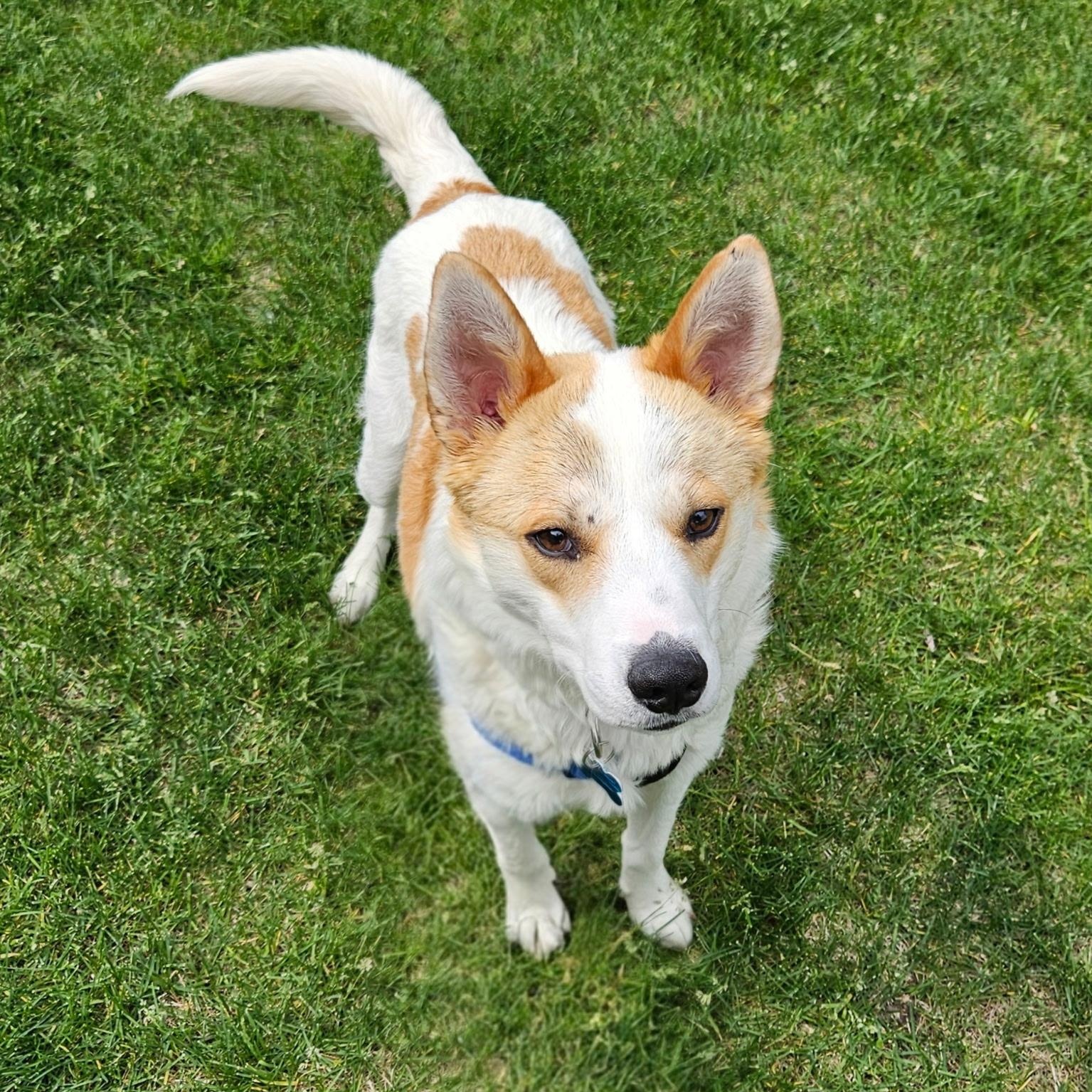 Winston, adoptable, Adult Male Shiba Inu & Pembroke Welsh Corgi.