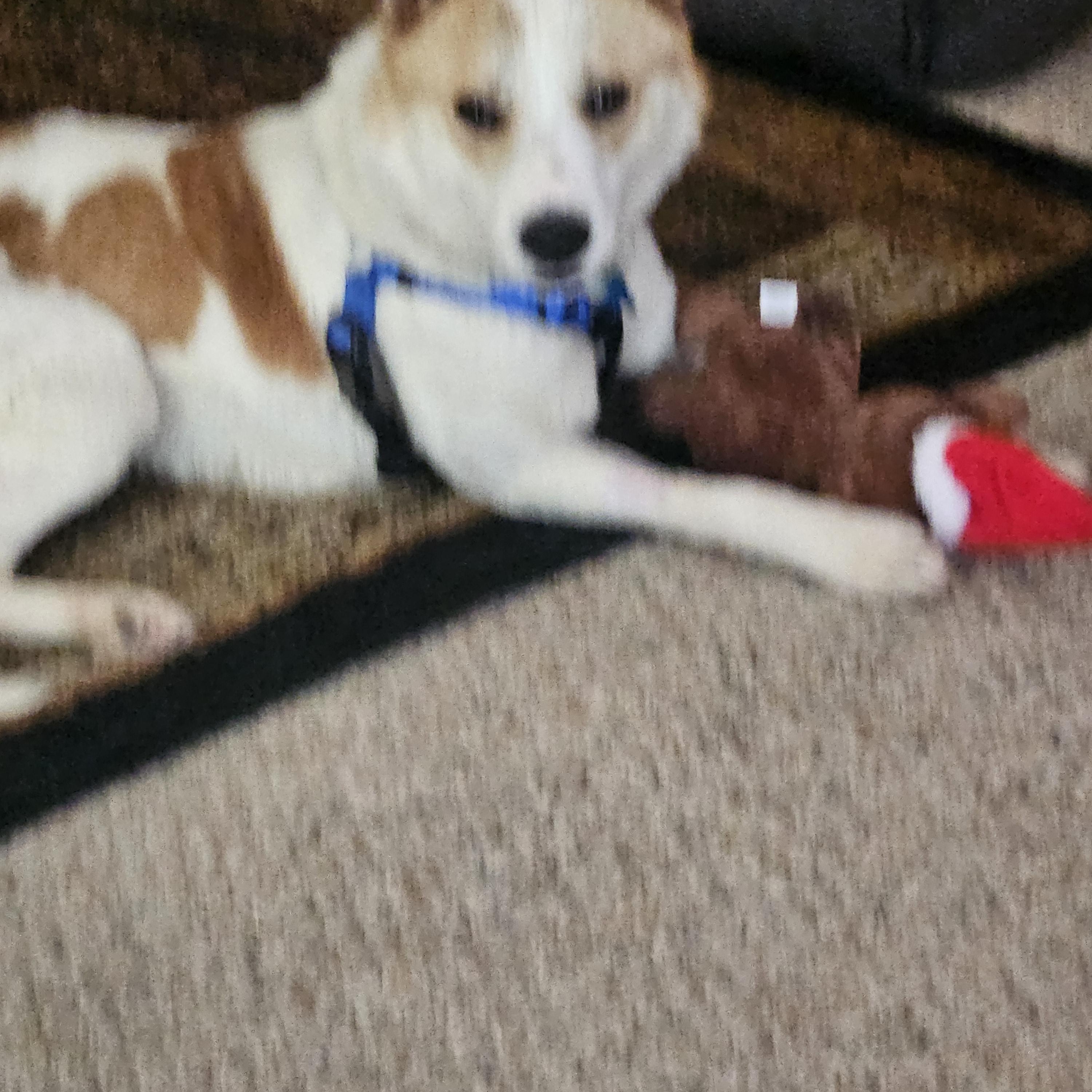 Enlarge Winston, an adoptable mixed breed in Naperville, IL image 3/6