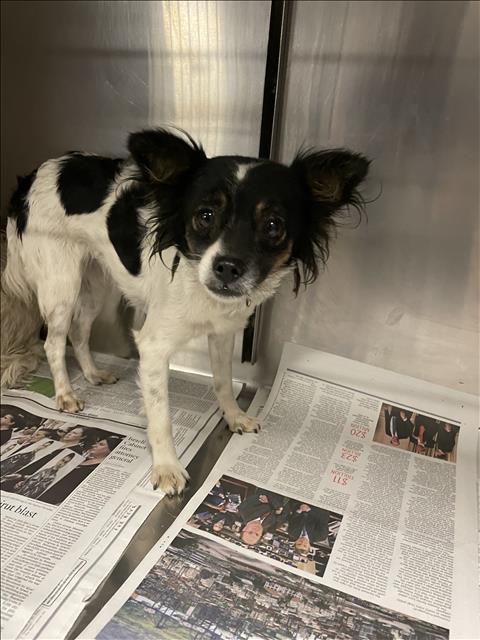 Lou Lou, an adoptable mixed breed in Los Angeles, CA image 1/5