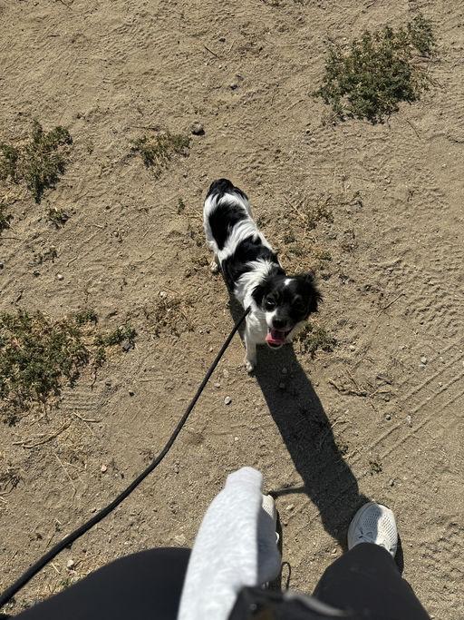 Lou Lou, an adoptable mixed breed in Los Angeles, CA image 2/5