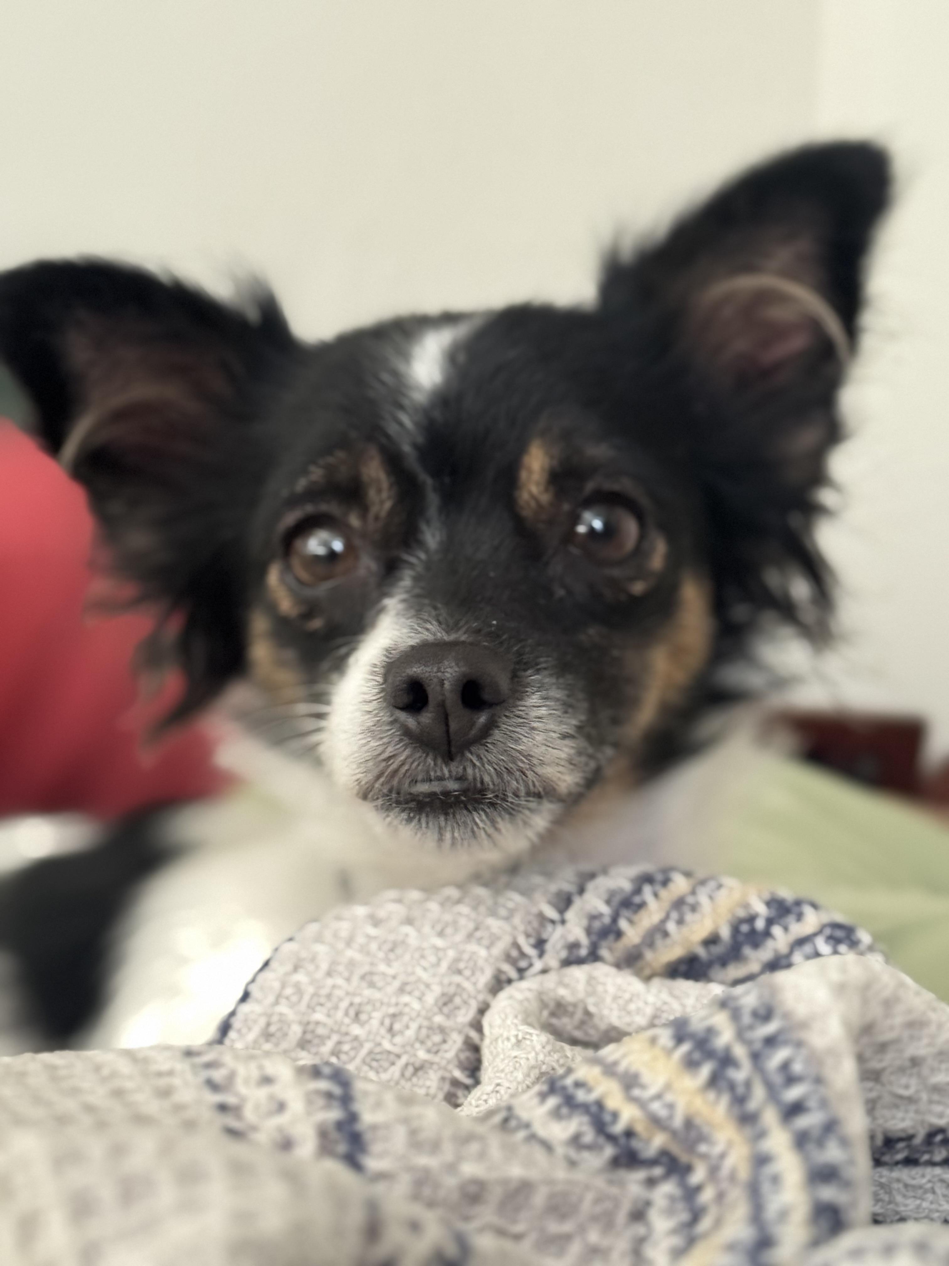 Lou Lou, adoptable, Young Female Papillon.