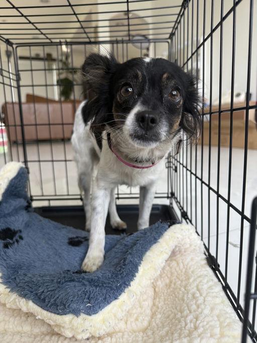 Lou Lou, an adoptable mixed breed in Los Angeles, CA image 3/5