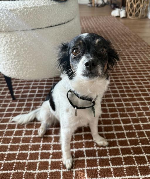 Lou Lou, an adoptable mixed breed in Los Angeles, CA image 4/5