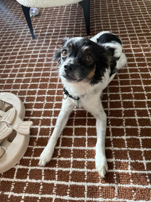 Lou Lou, an adoptable mixed breed in Los Angeles, CA image 5/5