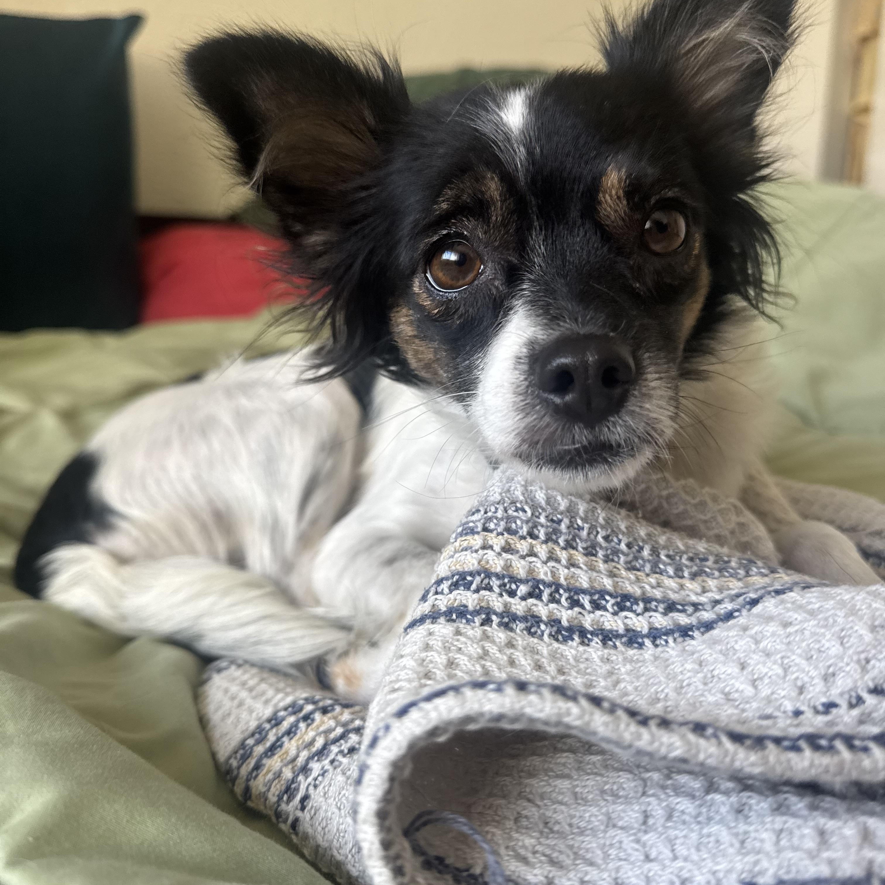 Enlarge Lou Lou, an adopted mixed breed in Los Angeles, CA image 4/4