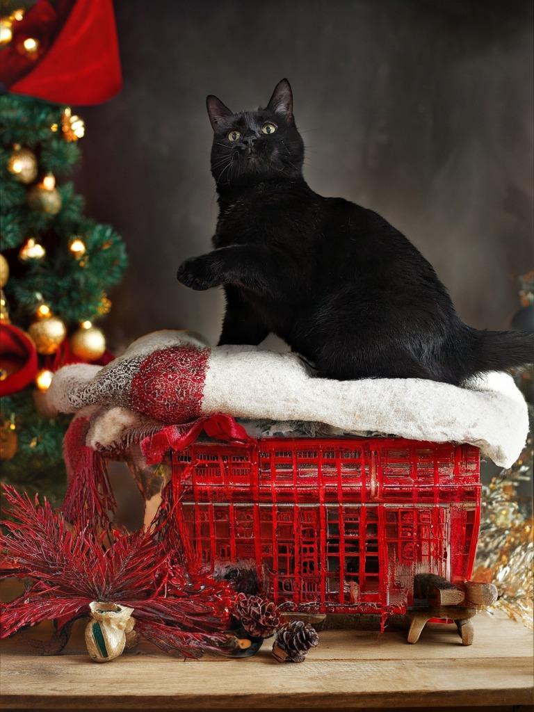 Mary, Adoptable, Adult Female Domestic Short Hair.