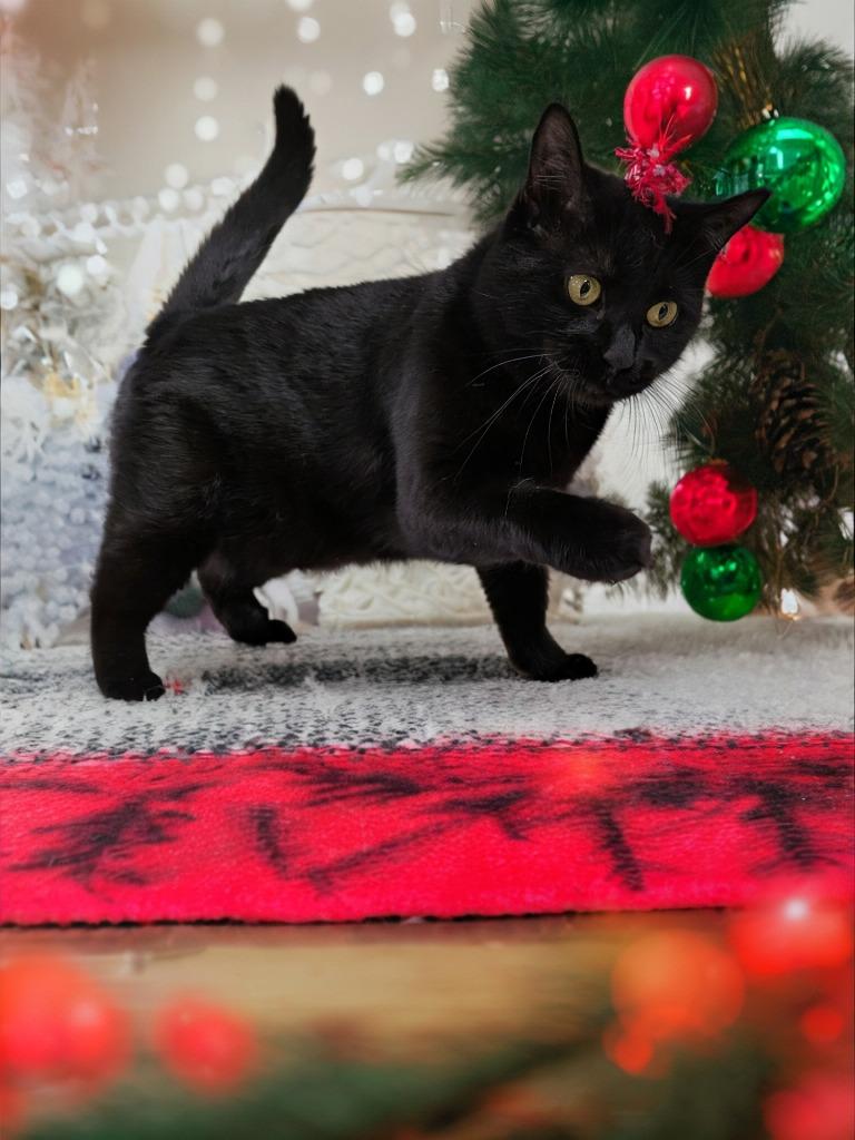 Enlarge Mary, a Adoptable mixed breed in New Manchester, WV image 2/6