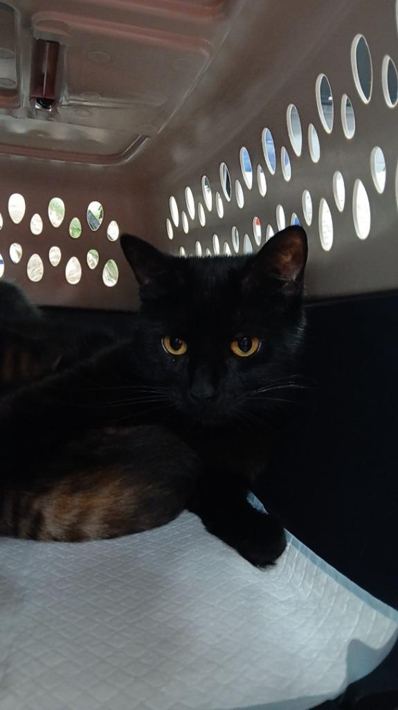 Enlarge Mary, a Adoptable mixed breed in New Manchester, WV image 3/6