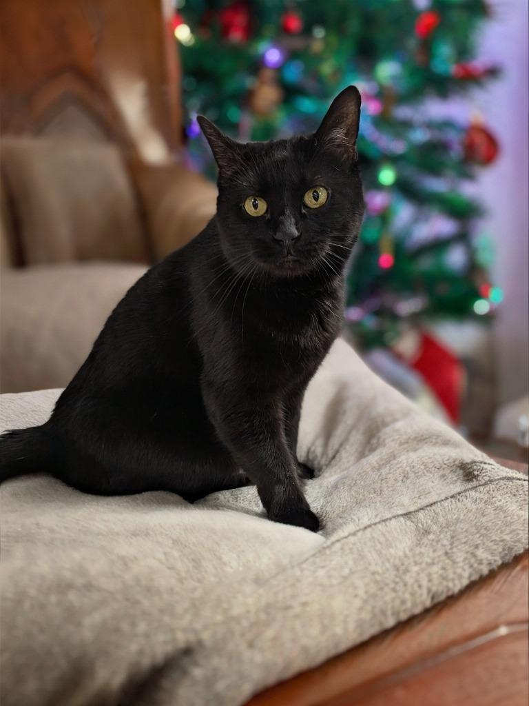 Enlarge Mary, a Adoptable mixed breed in New Manchester, WV image 4/6