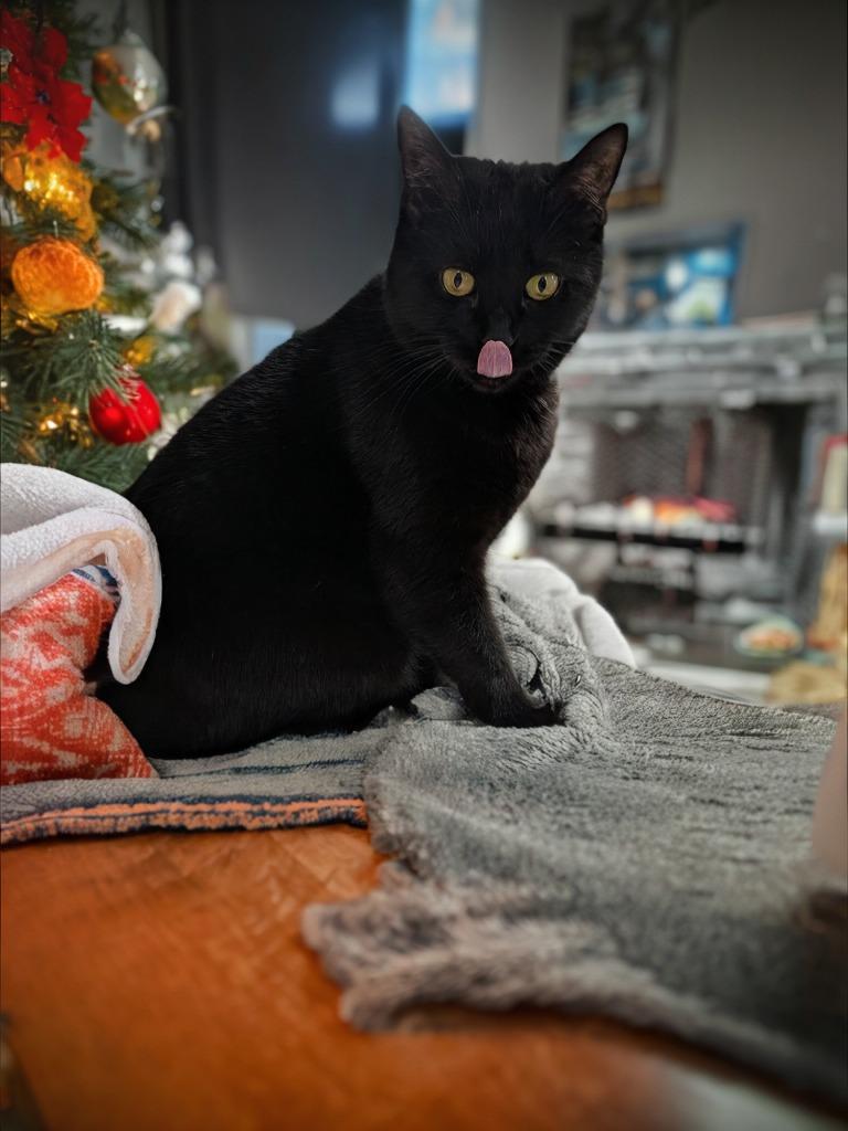 Enlarge Mary, a Adoptable mixed breed in New Manchester, WV image 5/6