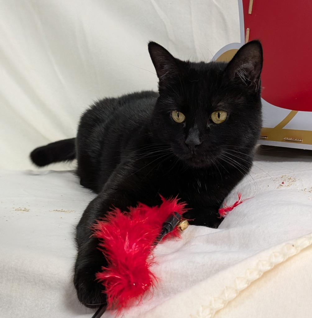 Enlarge Mary, a Adoptable mixed breed in New Manchester, WV image 6/6