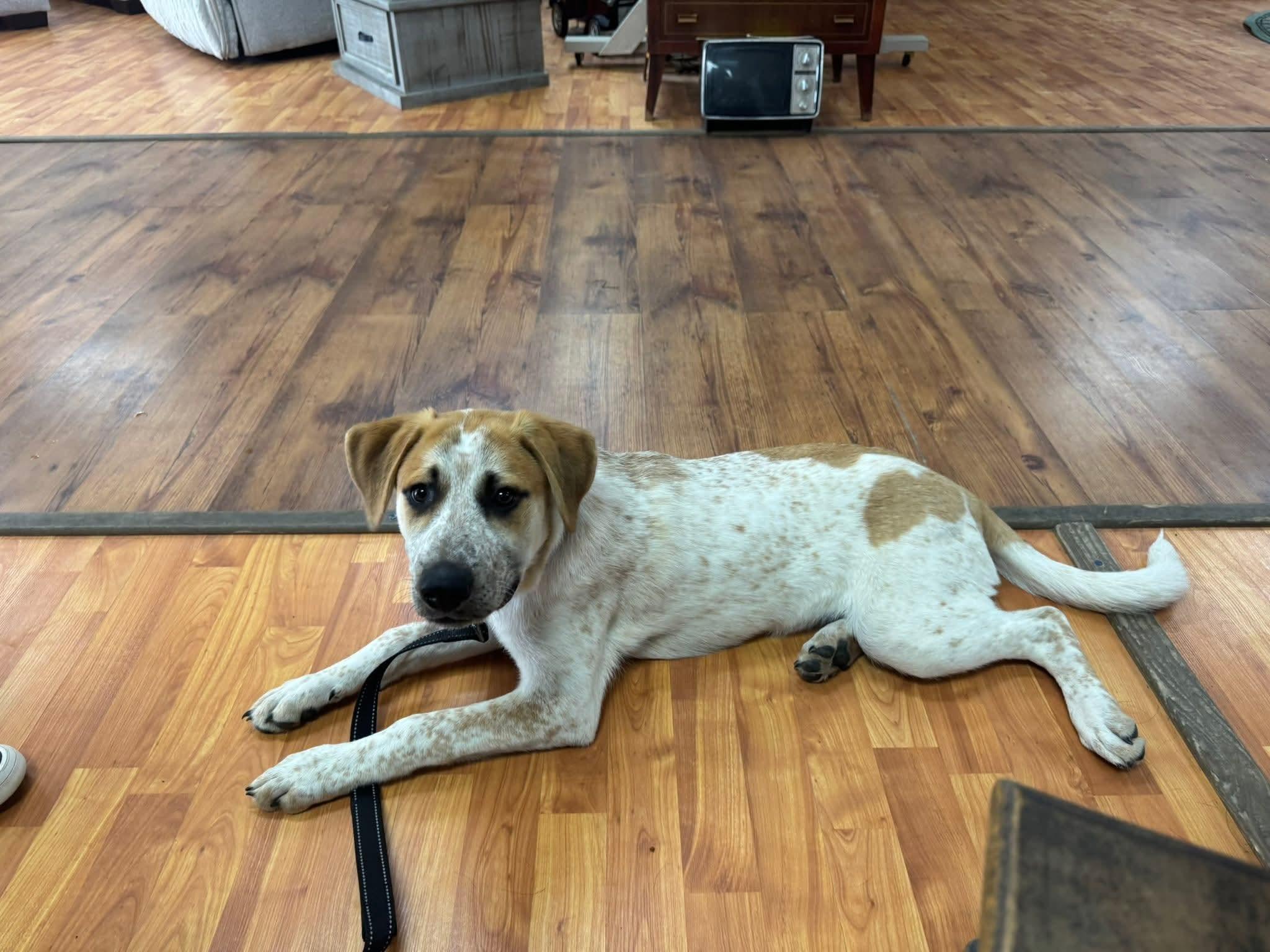 Buck, ADOPTABLE, Puppy Male Australian Cattle Dog / Blue Heeler.