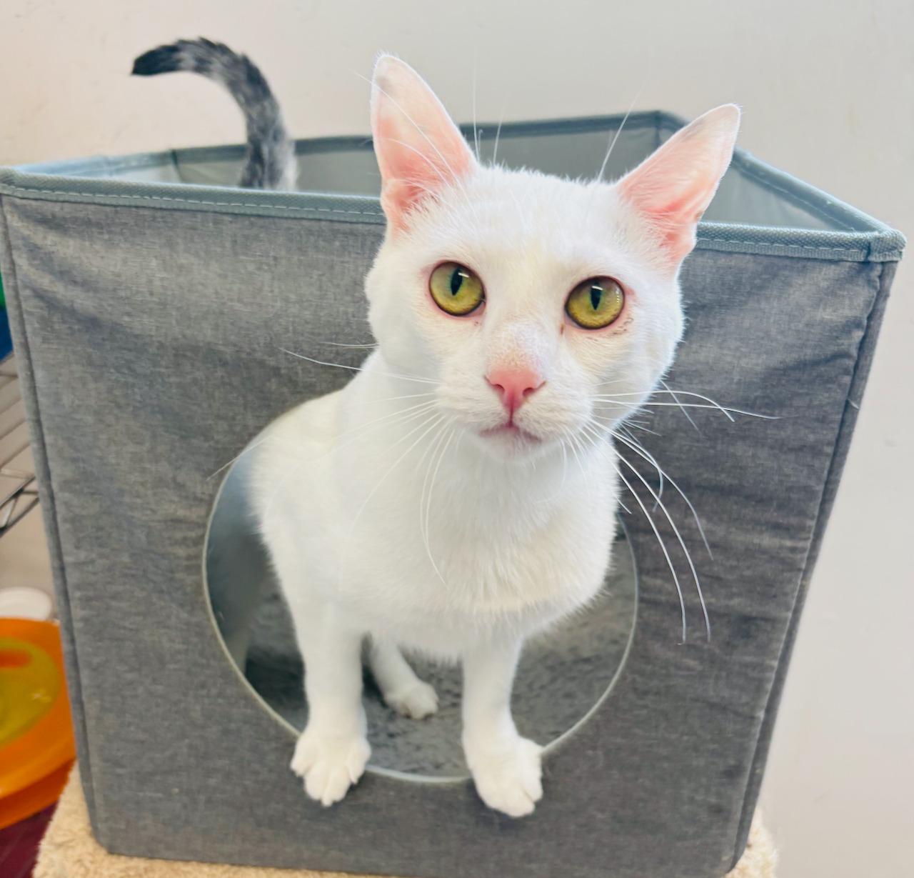 Jethro, an adoptable Domestic Short Hair in St Stephen, NB, E3L 2X2 | Photo Image 1