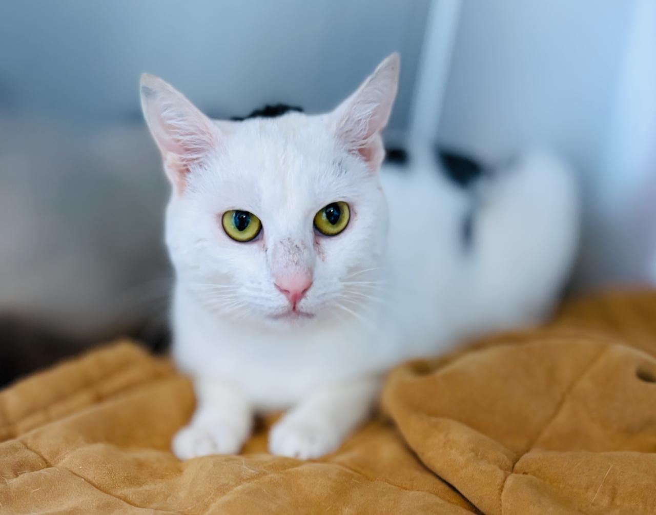 Jethro, an adoptable Domestic Short Hair in St Stephen, NB, E3L 2X2 | Photo Image 4
