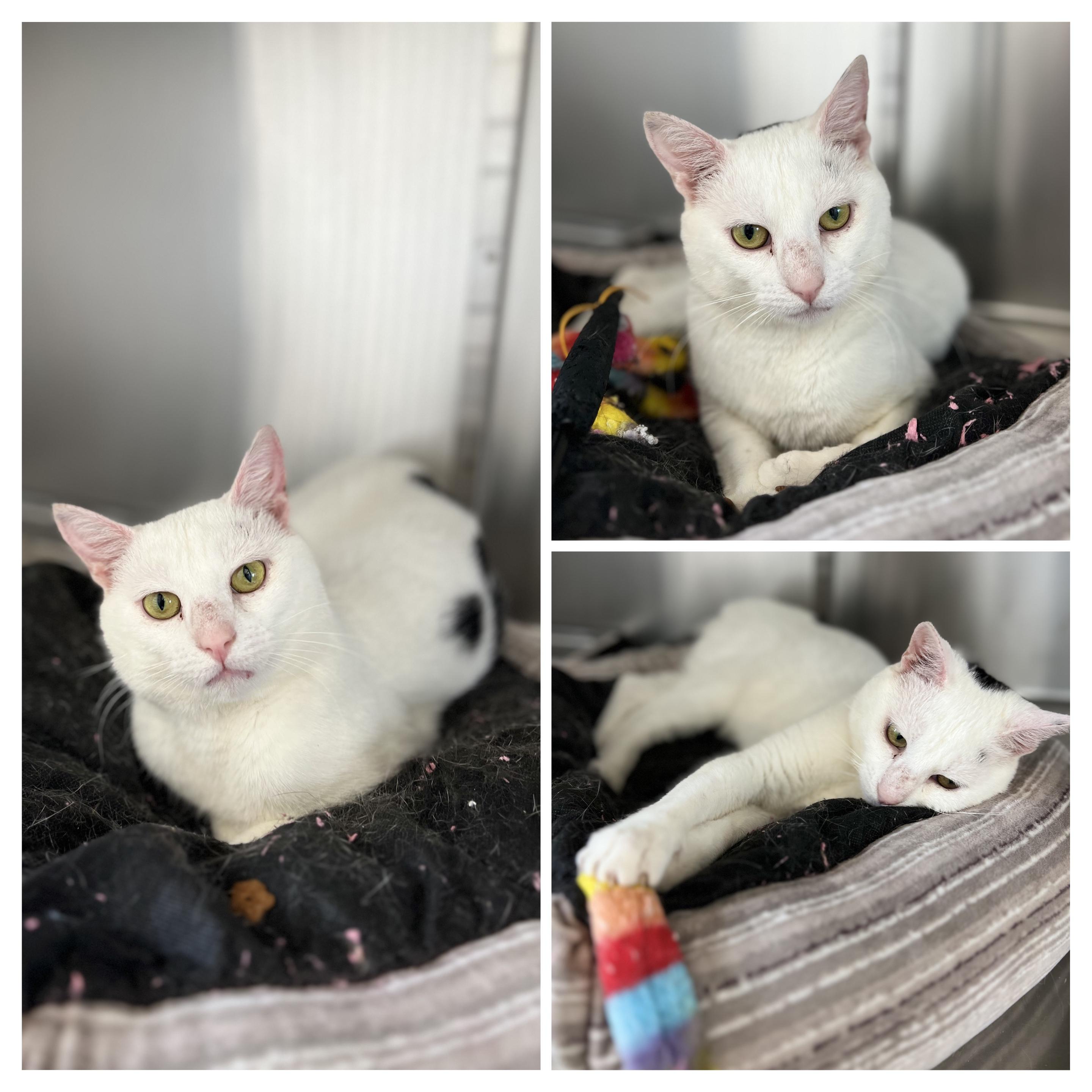 Jethro, an adoptable Domestic Short Hair in St Stephen, NB, E3L 2X2 | Photo Image 2