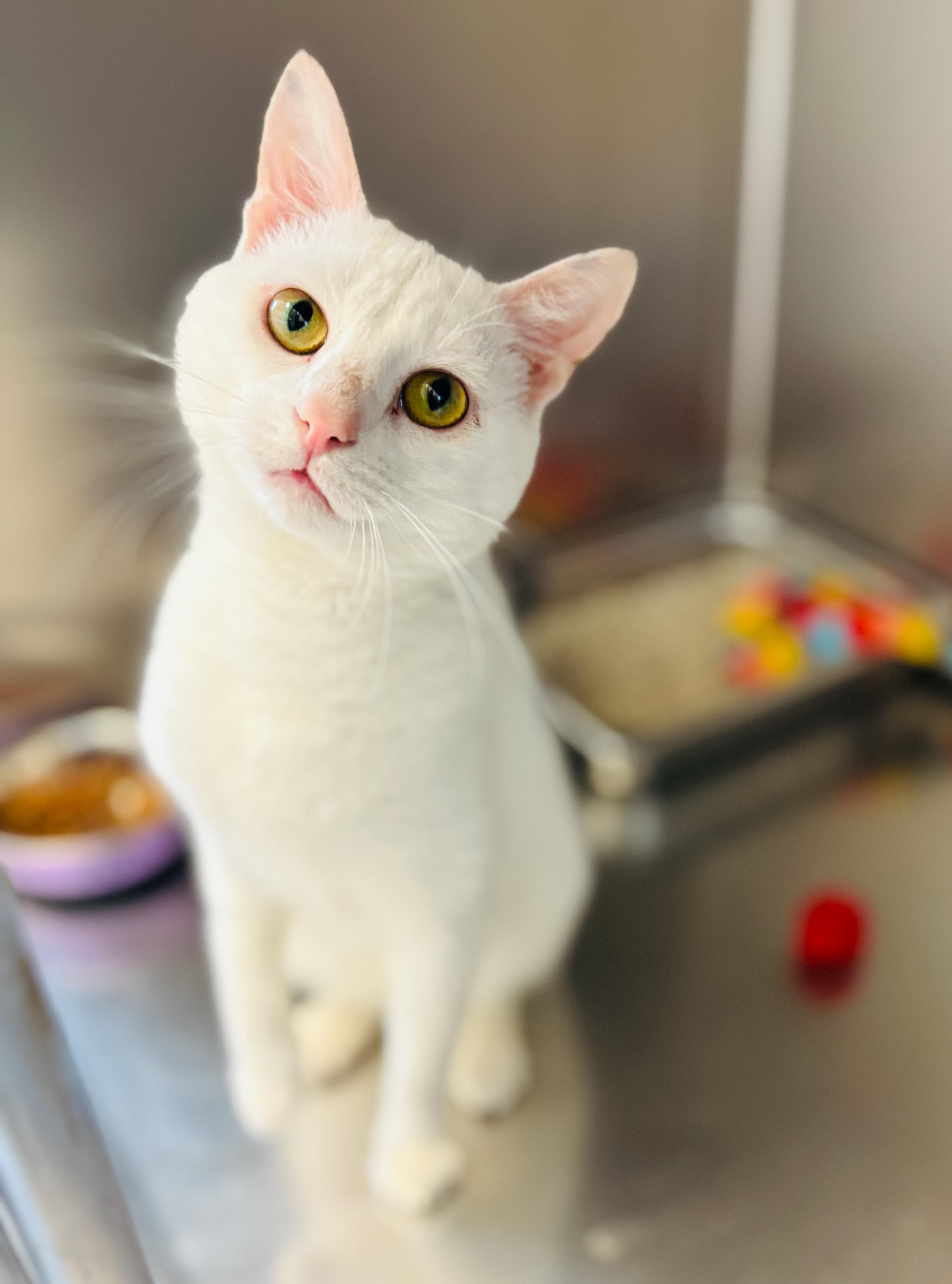 Jethro, an adoptable Domestic Short Hair in St Stephen, NB, E3L 2X2 | Photo Image 3