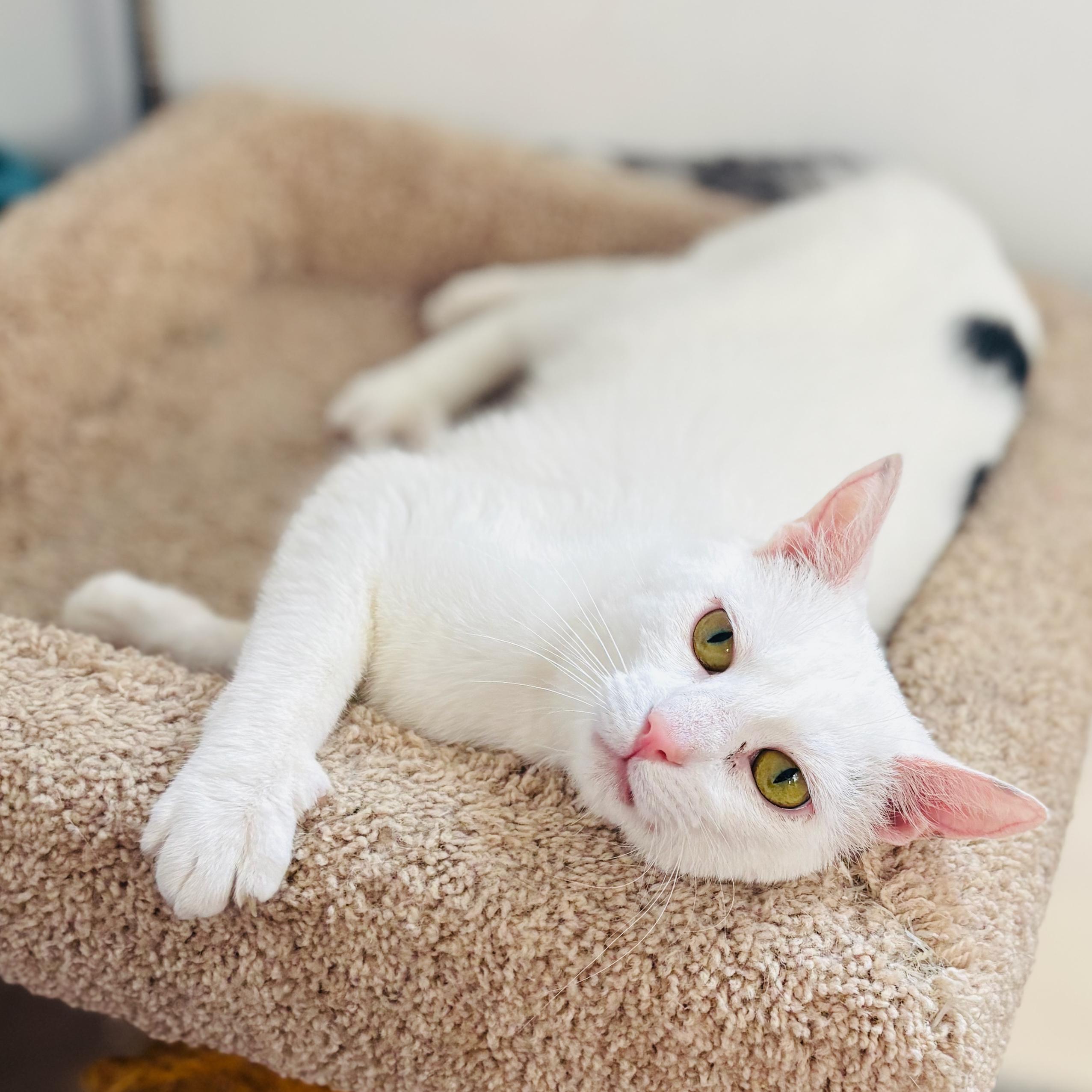 Jethro, an adoptable Domestic Short Hair in St Stephen, NB, E3L 2X2 | Photo Image 1