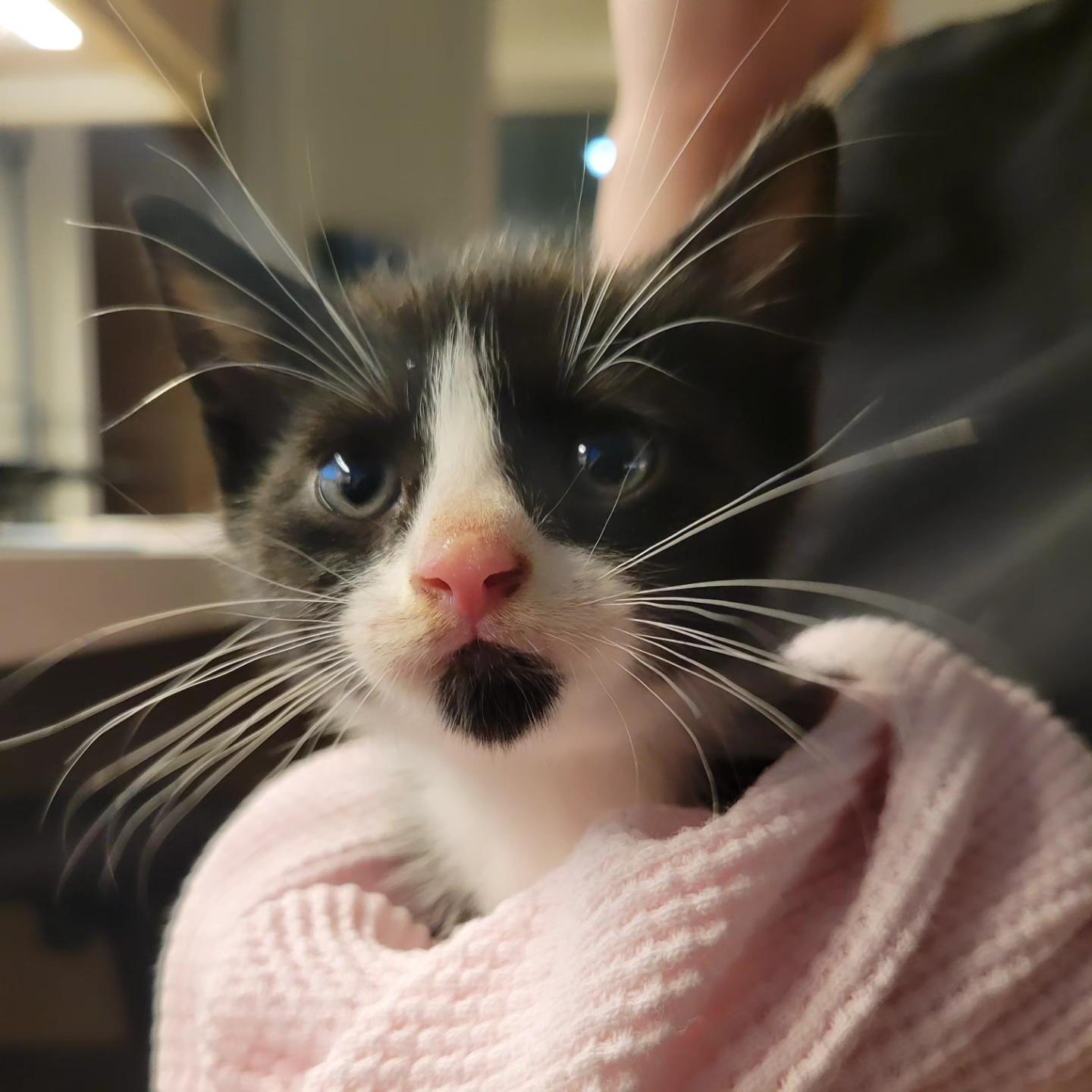 Enlarge Midnight Pepper, a Adopted Domestic Short Hair in Staten Island , NY image 1/4