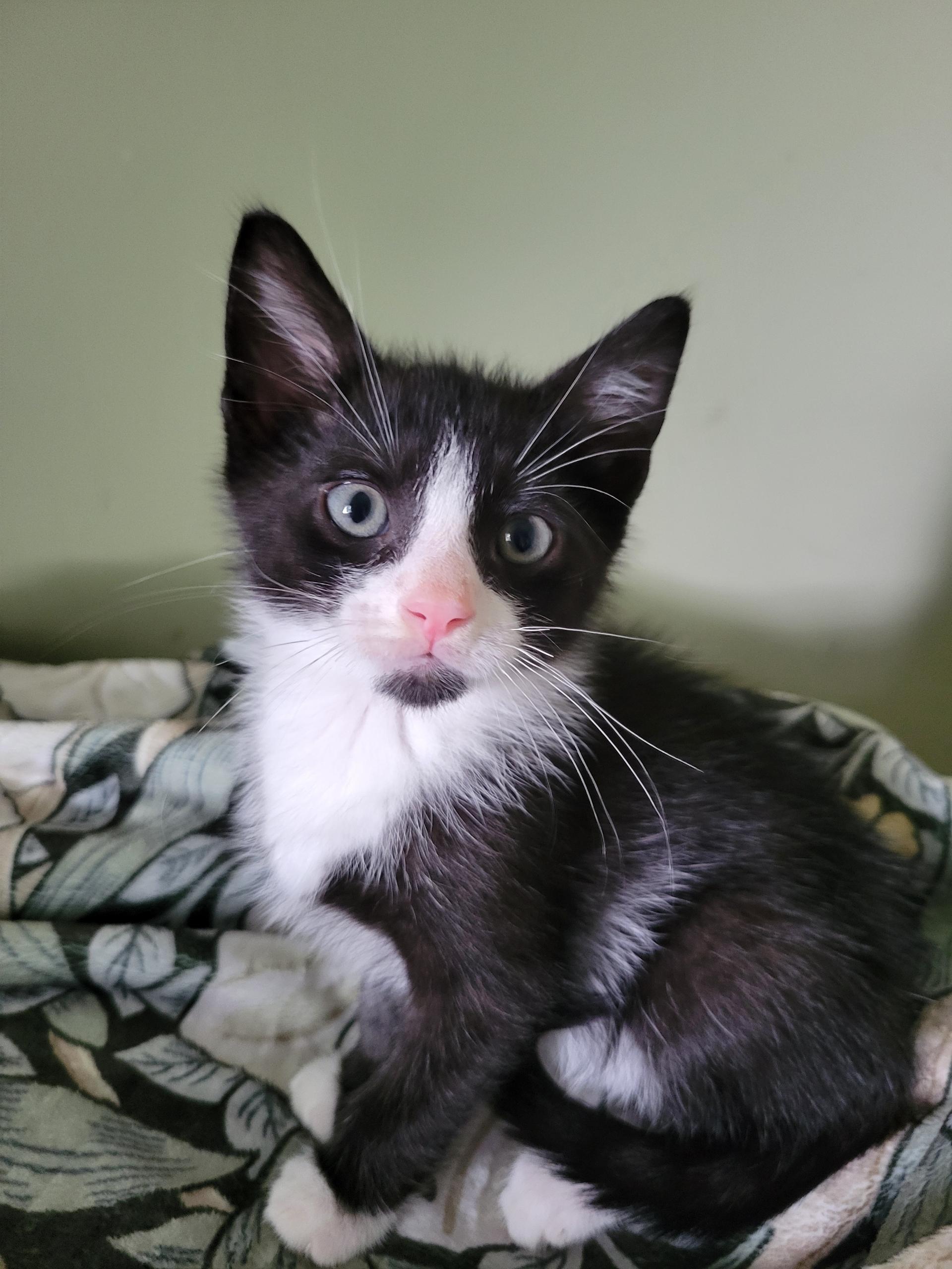 Enlarge Midnight Pepper, a Adopted Domestic Short Hair in Staten Island , NY image 2/4