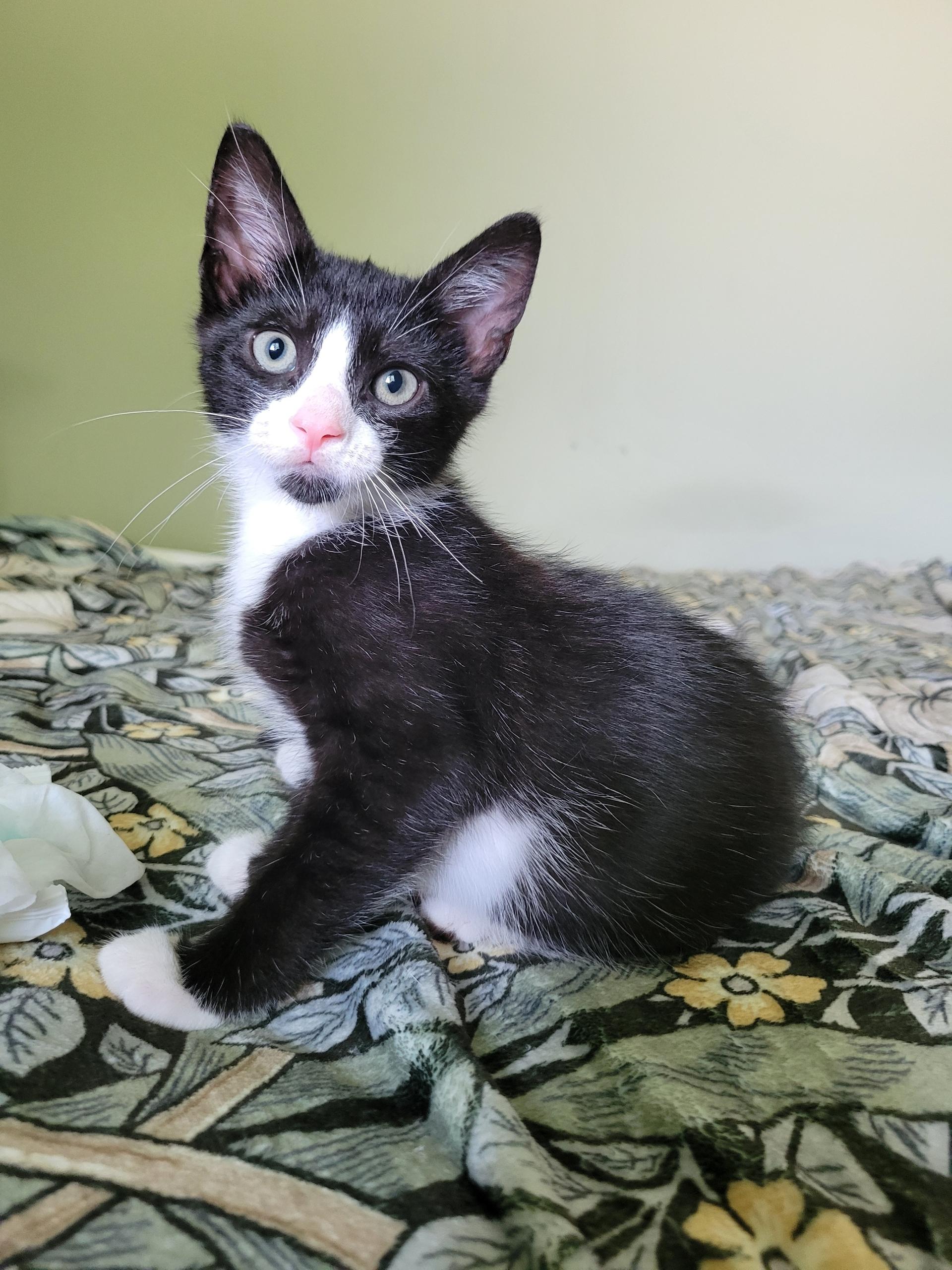 Enlarge Midnight Pepper, a Adopted Domestic Short Hair in Staten Island , NY image 3/4