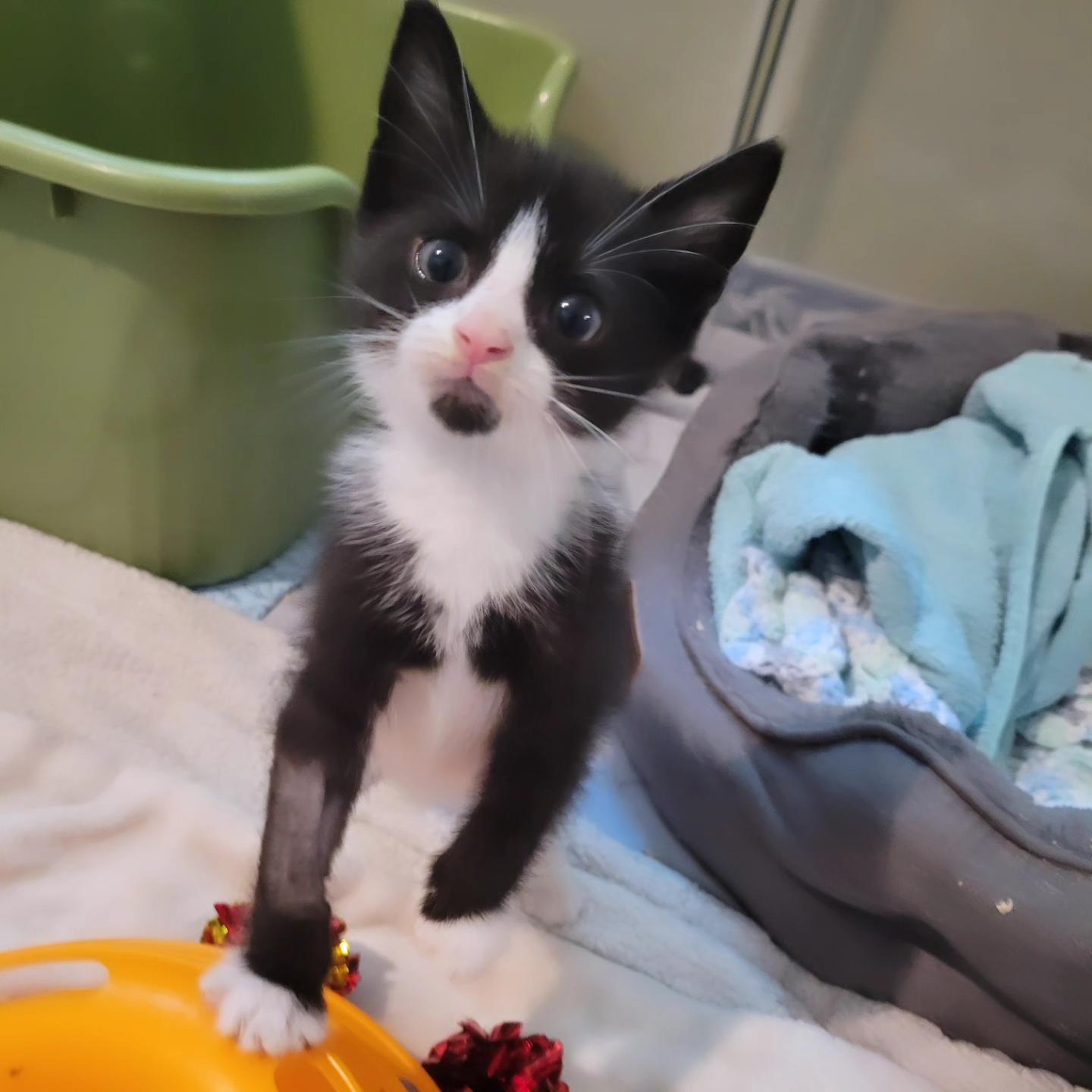 Enlarge Midnight Pepper, a Adopted Domestic Short Hair in Staten Island , NY image 4/4