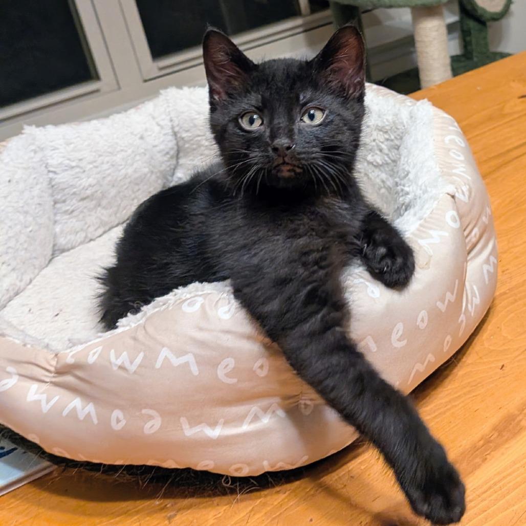 Pixel, a Adoptable Domestic Short Hair in Huntsville, AL image 2/6
