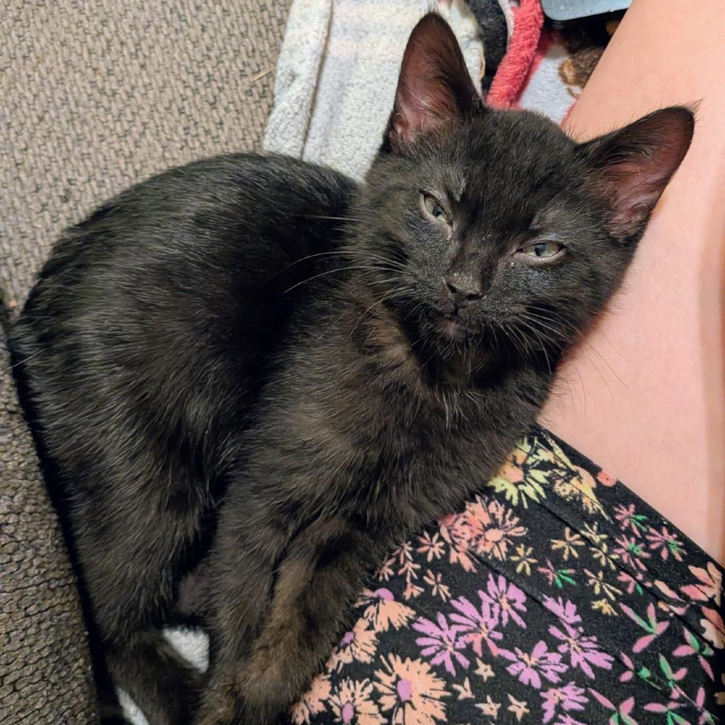 Pixel, a Adoptable Domestic Short Hair in Huntsville, AL image 3/6
