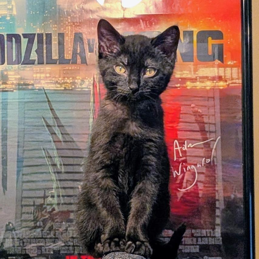 Pixel, a Adoptable Domestic Short Hair in Huntsville, AL image 4/6